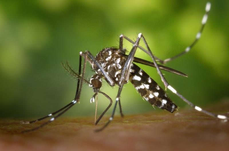 Stokes Mosquito and Pest Services treats CSRA properties for a comprehensive variety of insects and rodents, including the mosquito.