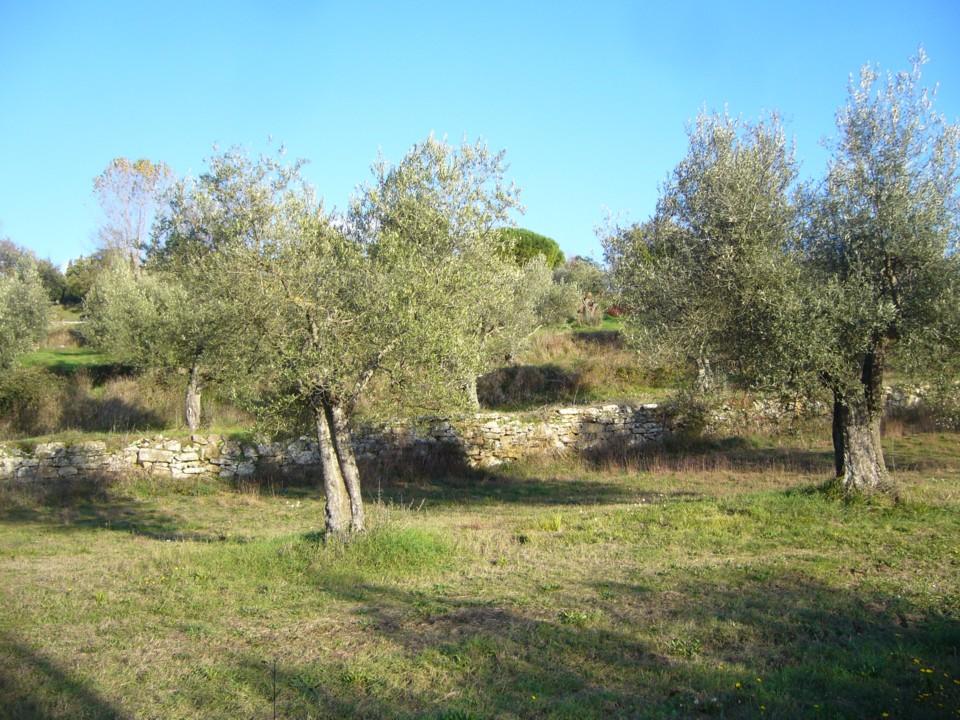 The olive tree is one of the oldest cultivated plants of humanity. A mythological tree.