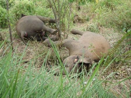 ProFauna Calls for Indonesian Government’s Action to Stop Elephant and Tiger Poaching in Sumatera