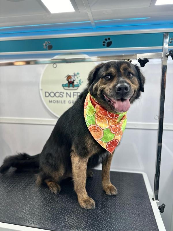 A heartwarming image of a dog enjoying the service.