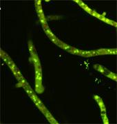 The green fluorescence of the nuclei and the red-coloured structures in the hyphae vacuoles are indicative of the vitality of the hyphomycetes A. niger. They disappear following treatment with the protein PAF, which indicates its efficiency as a fungicide