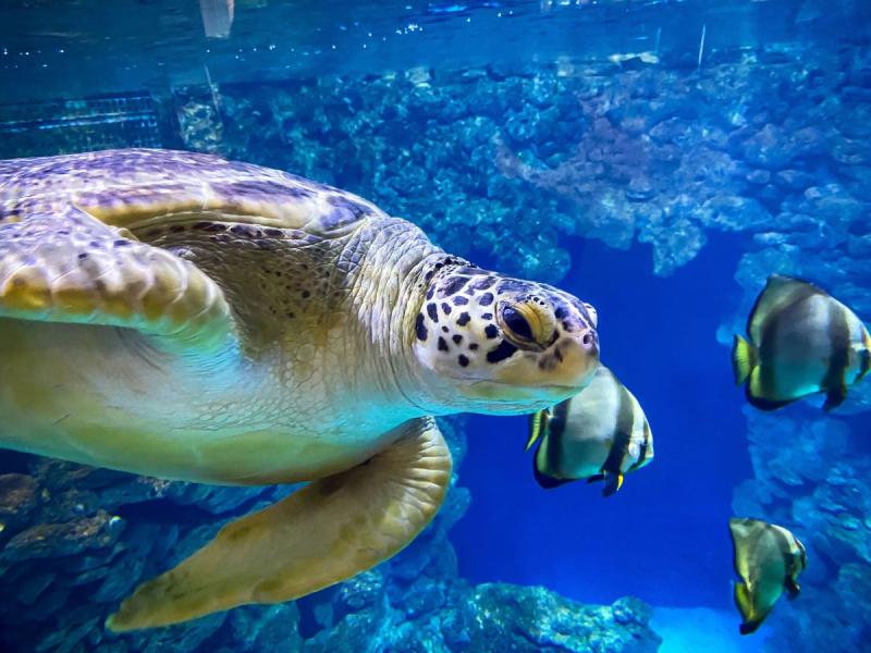 Fan favorites at the German Oceanographic Museum ( (C) OAR_MP)