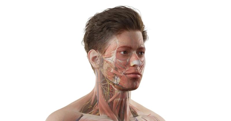 Atomedge's advanced 3D Anatomy Model content is designed for integration into next-generation medical education, augmented reality, and immersive learning platforms.