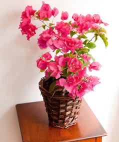 Beautiful bougainvillea plants delivered as gifts from £32 plus delivery