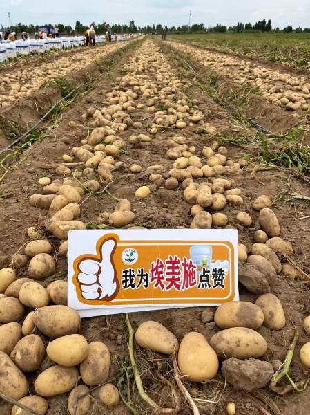 CityMax Group Potato Full Growth Cycle Nutrition Program