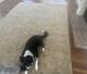 Sunbird Carpet Cleaning of Columbia Identifies Five Common Problems After Cleaning 100 Local Homes