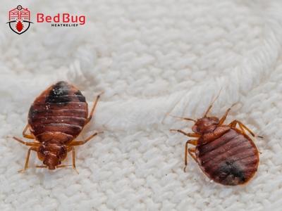 Hidden Bed Bug Infestation in Brampton: Warning Signs Highlighted by Bed Bug Heat Relief