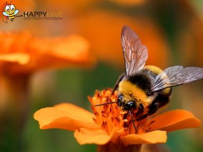 Happy Hive Pest Management Protects Middletown, OH Families with Targeted, Family-Safe Pest Control Solutions