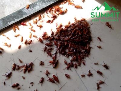 Summit Pest Solutions Protects Yukon, OK Homes with Complete Pest Control Services Year-Round