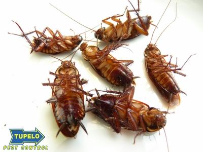 Why Blue Springs Homeowners Are Turning to Tupelo Pest Control for Safer, Smarter Pest Solutions
