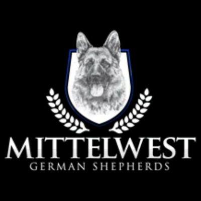 New German Shepherd Puppies Available For Reservation In Wonder Lake IL