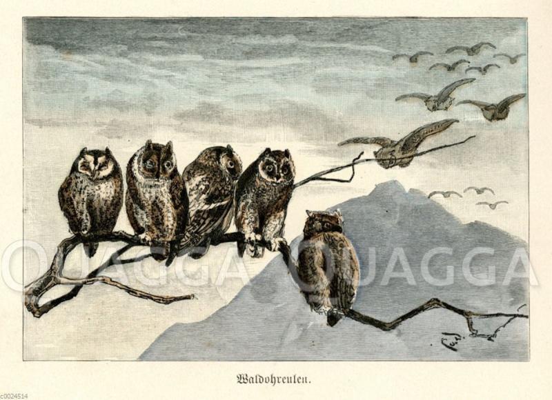 Birds of Prey: Exclusive Collection of Historical Illustrations at Quagga Illustrations