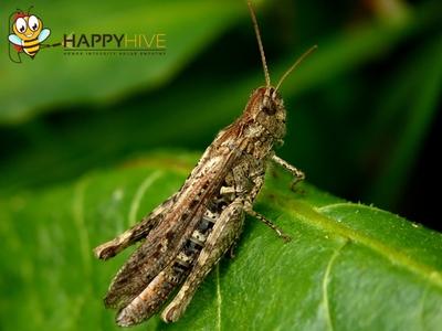 cricket