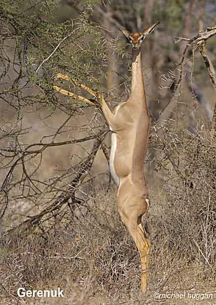 Michael Huggan ARPS: “Africa and Beyond” Photographic Exhibition