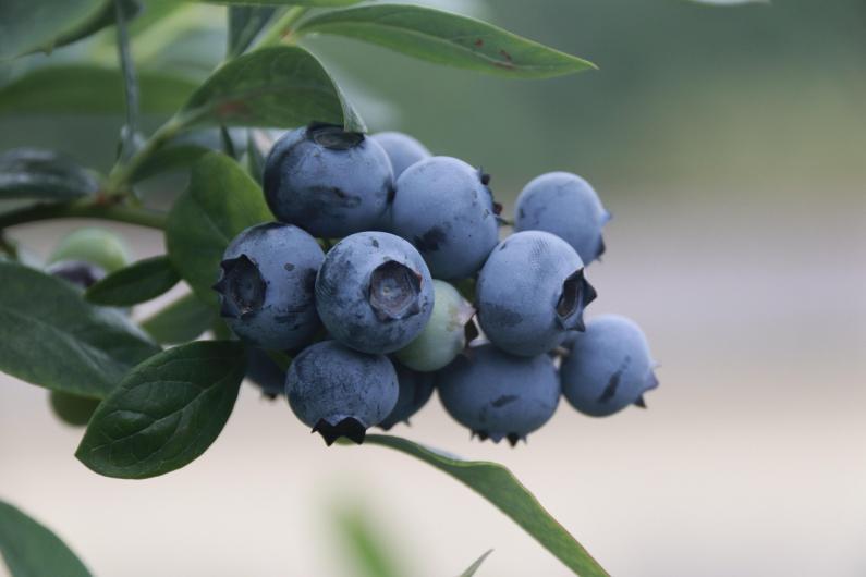 Blueberry Dog Treats: A Superfood Choice for Pet Health and Premium Product Innovation