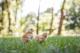 1st Day Farm Chicks lance un nouveau site web pour la commande de poussins en ligne