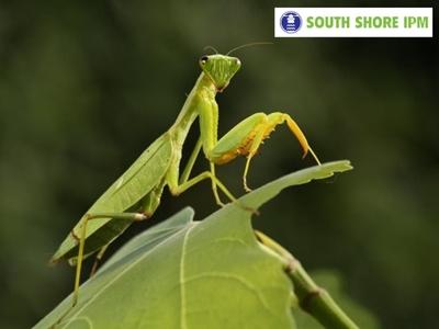 Boston, MA Residents Trust South Shore IPM for Expert Extermination Backed by Licensed Professionals