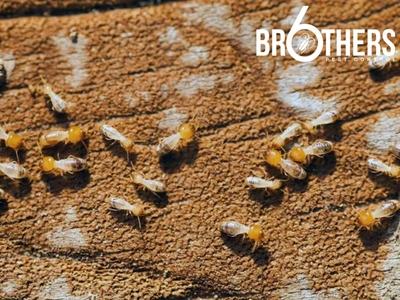 6 Brothers Pest Control Shares Practical Pest Prevention Tips for Eagle, ID Homeowners Between Treatments