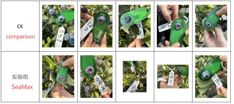 SeaMax Enhances Blueberry Quality with Proven Results in Field Trials