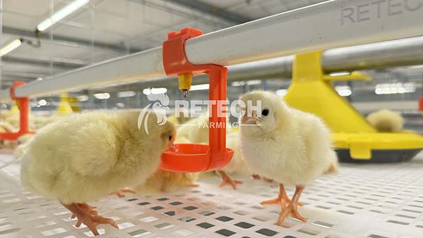 Upgrading Broiler Farming in the Philippines: From "Raising