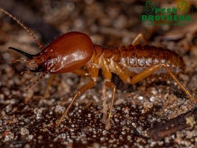 Pest Brothers, Inc. Emphasizes Safe, Environmentally Responsible Pest Control for Weston, FL Residents