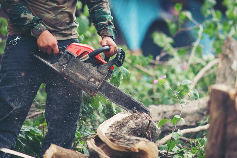 Alex Tree Lopping Highlights the Growing Importance of Professional Tree Care in Sydney
