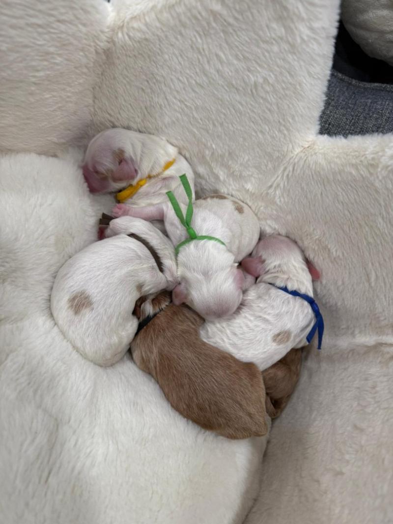 Snooze and Sniff Welcomes New Litter of Australian Labradoodle Puppies with Rare Parti Coats and Exceptional Temperament for Therapy and Family Roles