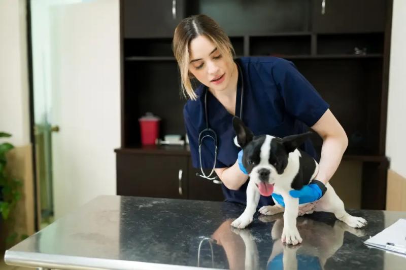 My Montgomery Vet: Montgomery's Trusted Emergency and Urgent Care Vet for Every Pet in Need
