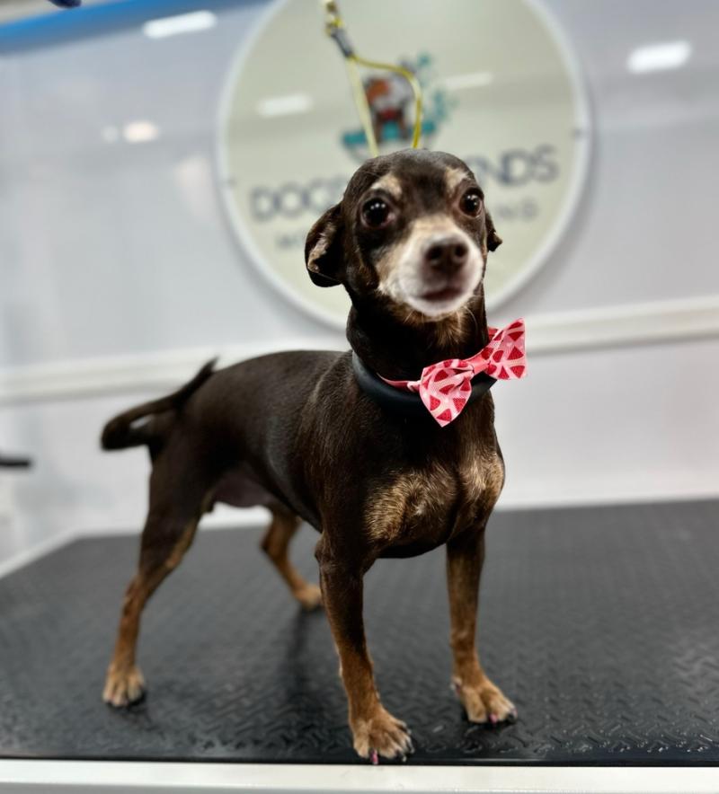 Dogs' N Friends Launches in Duluth to Provide Pet Owners with Comprehensive Guidance, Adoption Support, and Community Resources