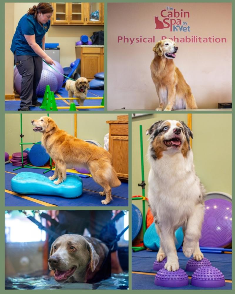 Veterinary Practices Invest in Specialized Pet Physical Therapy Equipment