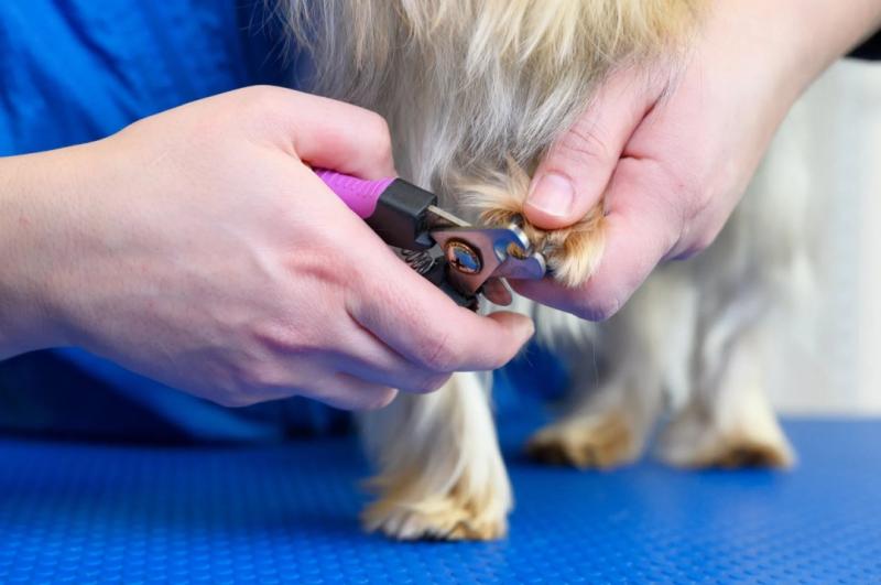 Dog Grooming Standards Strengthened to Ensure Pet Health and Safety