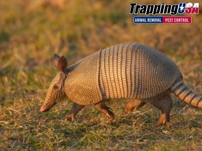 How Trapping USA Protects Richardson, TX, Families and Pets Through Safe Pest Control Practices