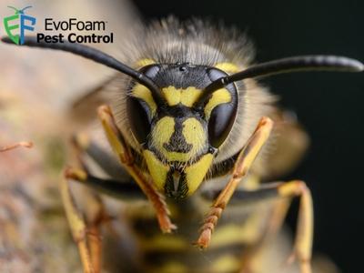 How to Know When It's Time for an Exterminator: Evo Foam Pest Control's Expert Guide for Austin, TX