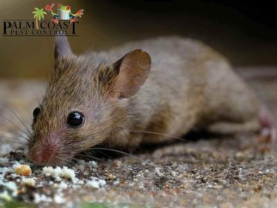 Palm Coast Pest Control Shows How Eco-Friendly Pest Control Keeps Jupiter, FL Homes Safe and Healthy