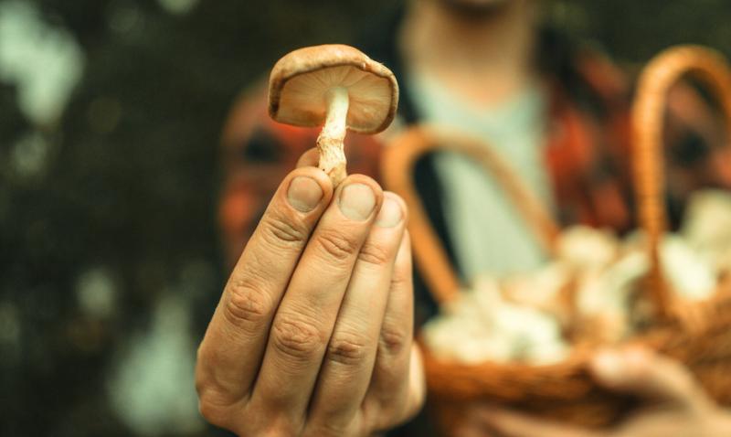 The Forest Farmacy Launches Indigenous-Led Online Education Programs in Regenerative Mushroom Farming and Forest Stewardship