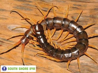 Plymouth, MA Businesses Rely on South Shore IPM for Eco-Friendly Pest Control Solutions