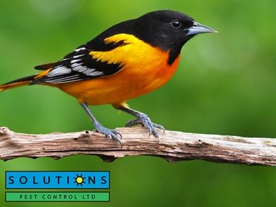 Solutions Pest Control Explains How Often to Schedule Pest Control to Keep Vancouver Homes Pest-Free