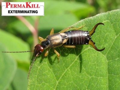 PermaKill Exterminating in Morristown, NJ Addresses Common Concerns About Pest Control Safety for Families and Pets