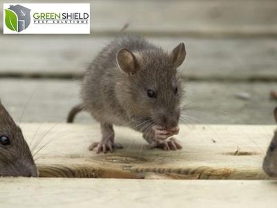 Green Shield Pest Solutions Provides Comprehensive Pest Control Services to Keep Windham, ME Businesses Safe