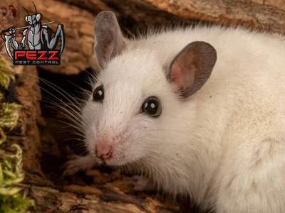 Pezz Pest Control Helps Wildwood, MO Residents Maximize the Effectiveness of Pest Control Service Visits