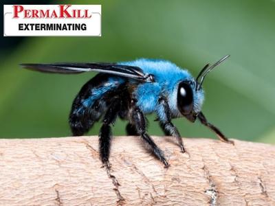 PermaKill Exterminating Explains How Clinton, NJ Homeowners Can Spot the Signs of a Pest Infestation