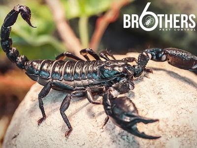 6 Brothers Pest Control Details How the Comprehensive Process Provides Lasting Pest Solutions in Nampa, ID