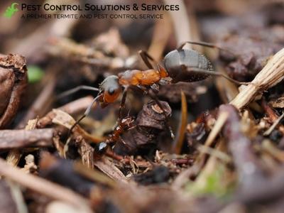 The Secret to Effective Pest Control: How Pest Control Solutions & Services Treat Infestations in Anna Maria, FL