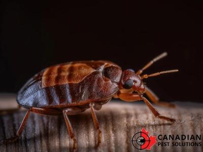 Canadian Pest Solutions Helps Windsor, ON Home and Business Owners Determine When Time for Pest Control