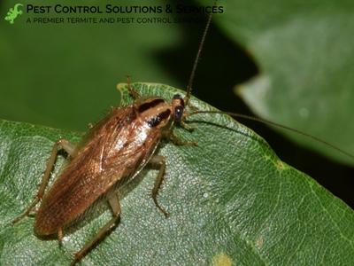 Pest Control Solutions & Services Provides the Best Pest Control Value for Riverview, FL Residents