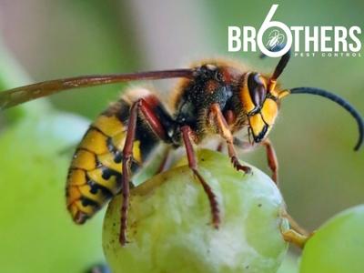 6 Brothers Pest Control Provides Safe, Family-Friendly Pest Control Solutions for Boise, ID Homeowners