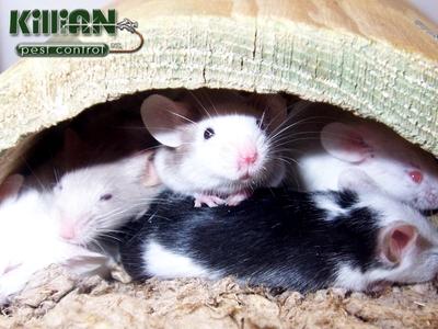 Killian Pest Control Explains How Expert Extermination Process Keeps Oxnard, CA Homes Pest-Free