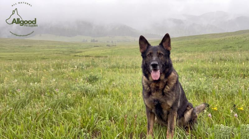 Allgood Pet Supplies запустила маркетплейс натуральных лакомств для собак из США