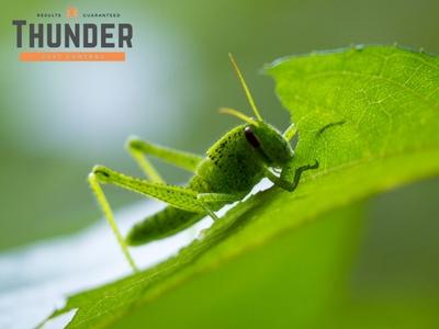 Thunder Pest Control Advises Newcastle, OK Homeowners on How Often Pest Control Services Are Needed