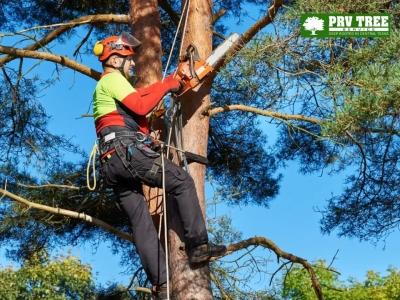 PRV Tree Service Austin Explains Why Professional Tree Care is Essential for Property Protection